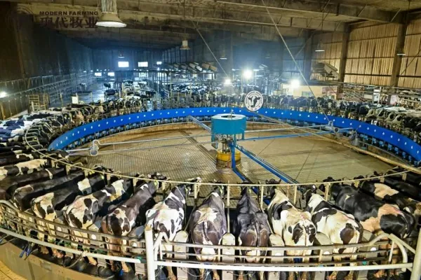 Steel Frame Cattle Farm Construction